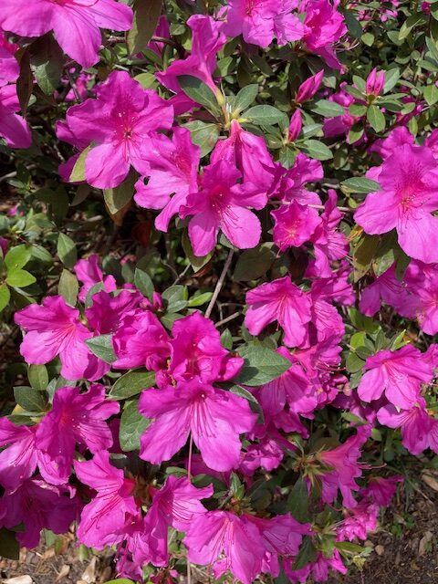 pink azaleas